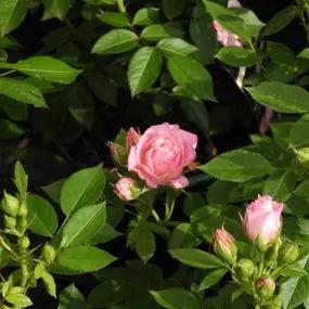 Carefree Days Patio Rose (Rosa Carefree Days) 4